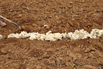 LANA DE OVEJA SUELOS RECICLAJE