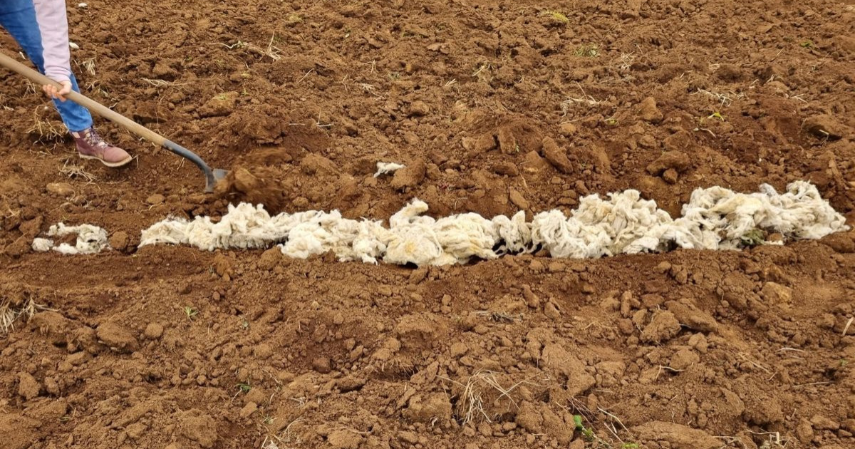 LANA DE OVEJA SUELOS RECICLAJE