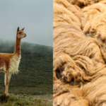 AVANZA UNA LEY EN SALTA PARA PRODUCIR LANA DE VICUÑA