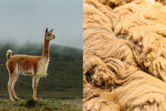 AVANZA UNA LEY EN SALTA PARA PRODUCIR LANA DE VICUÑA