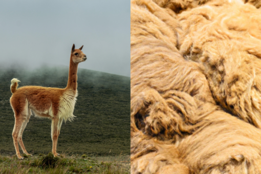 AVANZA UNA LEY EN SALTA PARA PRODUCIR LANA DE VICUÑA