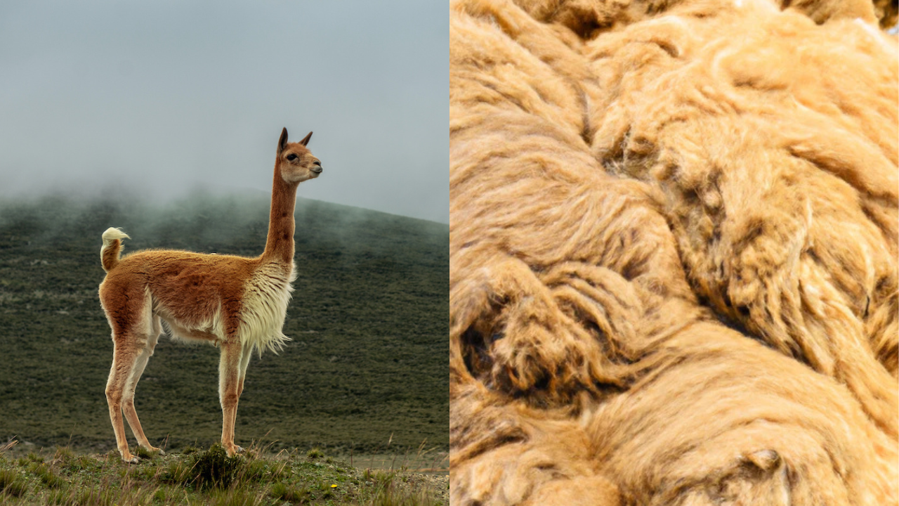 AVANZA UNA LEY EN SALTA PARA PRODUCIR LANA DE VICUÑA