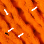 CIENTIFICOS DESARROLLAN FIBRAS FLUORESCENTES PARA MEDIR LA CONTAMINACION TEXTIL DE LA ROPA