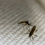 CREAN UN TEJIDO QUE BLOQUEA LA PICADURA DE LOS MOSQUITOS