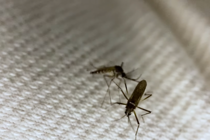 CREAN UN TEJIDO QUE BLOQUEA LA PICADURA DE LOS MOSQUITOS