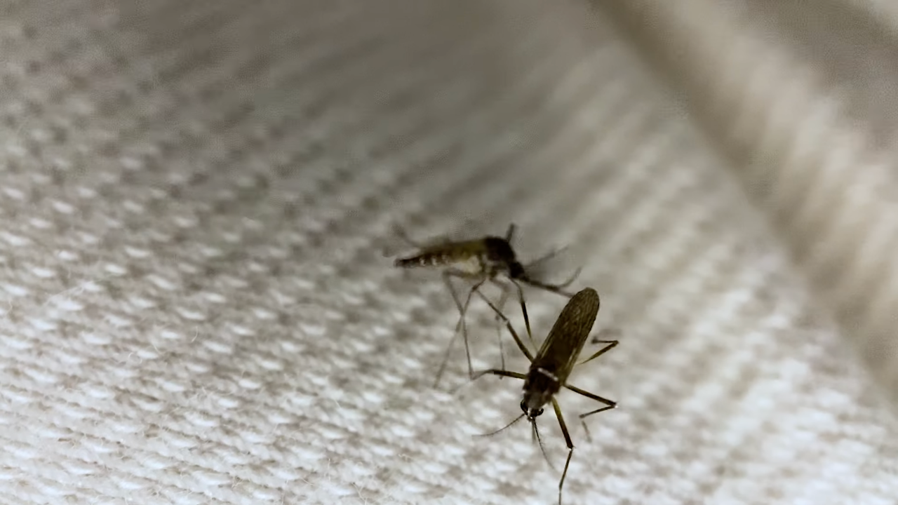 CREAN UN TEJIDO QUE BLOQUEA LA PICADURA DE LOS MOSQUITOS