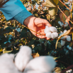 DESARROLLO DE SEMILLA DE ALGODON INTA