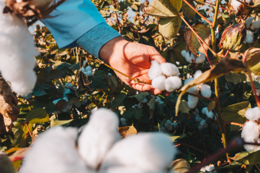 DESARROLLO DE SEMILLA DE ALGODON INTA
