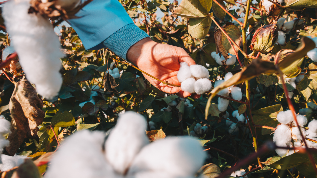 DESARROLLO DE SEMILLA DE ALGODON INTA