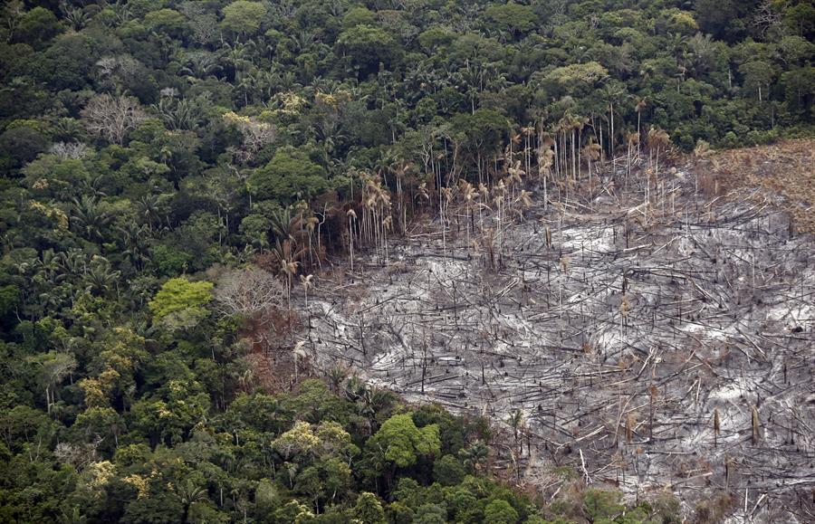 SELVA DEFORESTADA EN PARQUE NACIONAL NATURAL TINIGUA EN COLOMBIA