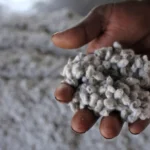 SEMILLA DE ALGODON CADENA ALGODONERA ARGENTINA