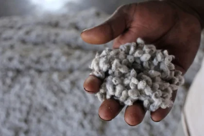 SEMILLA DE ALGODON CADENA ALGODONERA ARGENTINA