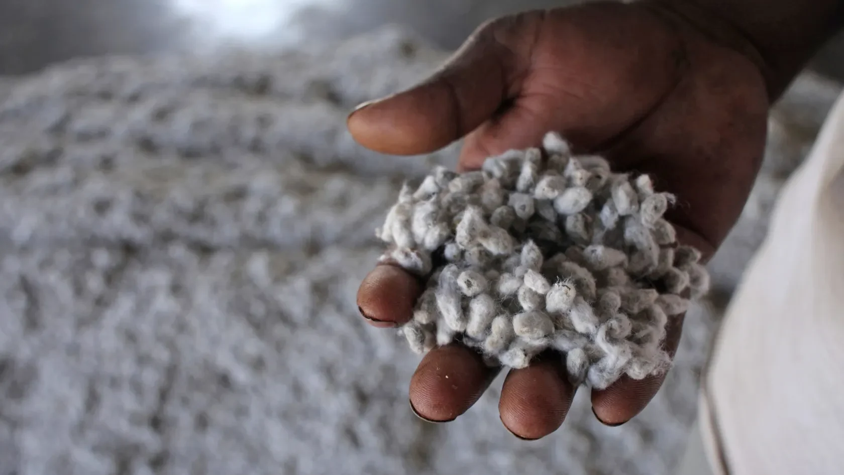 SEMILLA DE ALGODON CADENA ALGODONERA ARGENTINA