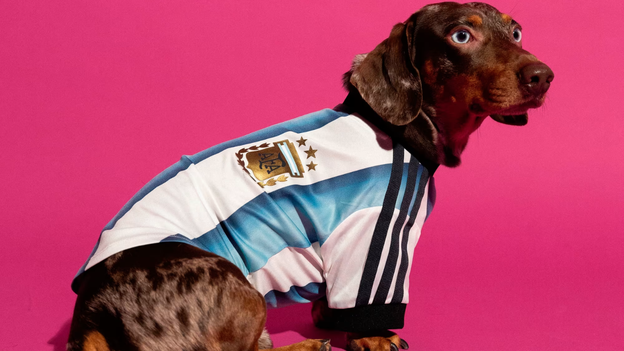 ADIDAS LANZA UNA NUEVA COLECCION DE CAMISETAS DE LA SELECCION ARGENTINA DE FUTBOL PARA MASCOTAS