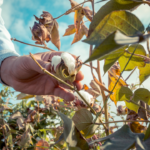 ARANDU LA NUEVA GENETICA DE ALGODON QUE DESARROLLO EN INTA UNICA A NIVEL MUNDIAL PROMETE MEJORAR LA PRODUCCION TEXTIL