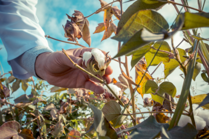 ARANDU LA NUEVA GENETICA DE ALGODON QUE DESARROLLO EN INTA UNICA A NIVEL MUNDIAL PROMETE MEJORAR LA PRODUCCION TEXTIL