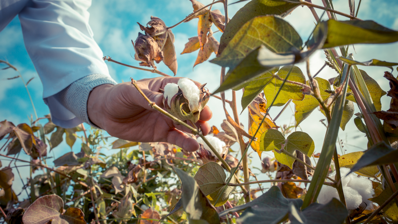 ARANDU LA NUEVA GENETICA DE ALGODON QUE DESARROLLO EN INTA UNICA A NIVEL MUNDIAL PROMETE MEJORAR LA PRODUCCION TEXTIL