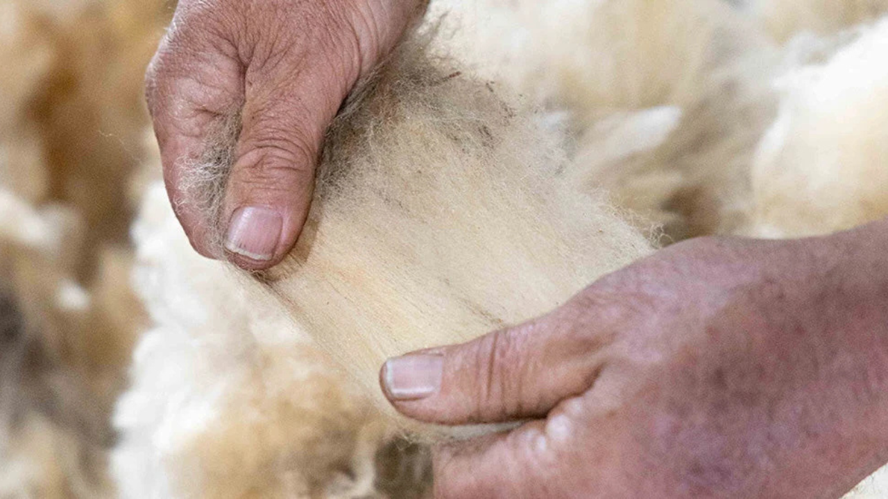 LAS EXPORTACIONES DE LANA ARGENTINA CRECEN EXPONENCIALMENTE CON CHINA COMO PRINCIPAL COMPRADOR