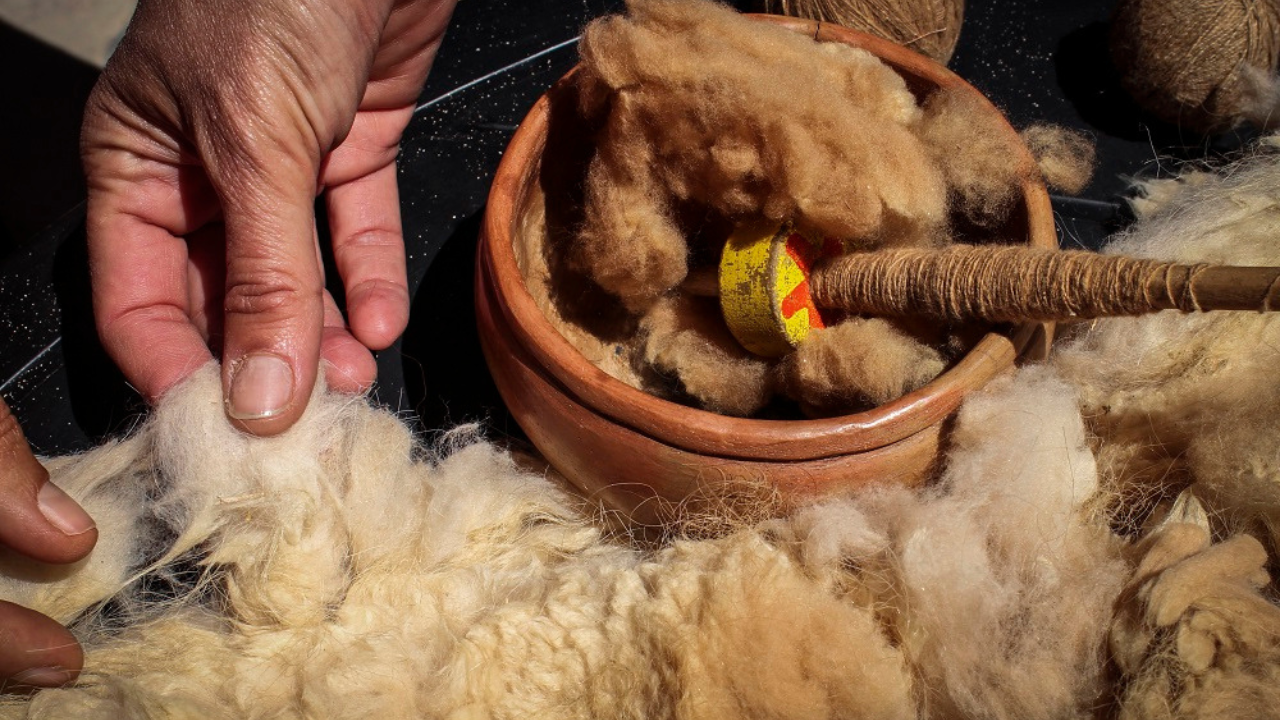 La fibra de vicuña supera los 330 dólares por kilo y potencia el mercado textil de lujo en Perú