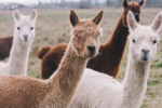 Perú fortalece su liderazgo mundial en fibra de alpaca con exportaciones que crecieron 9,1%
