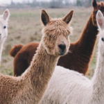 Perú fortalece su liderazgo mundial en fibra de alpaca con exportaciones que crecieron 9,1%