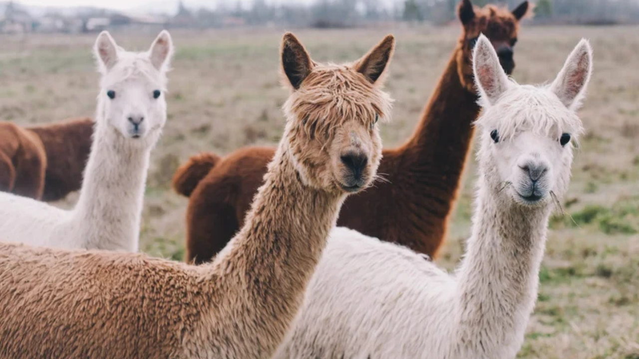 Perú fortalece su liderazgo mundial en fibra de alpaca con exportaciones que crecieron 9,1%