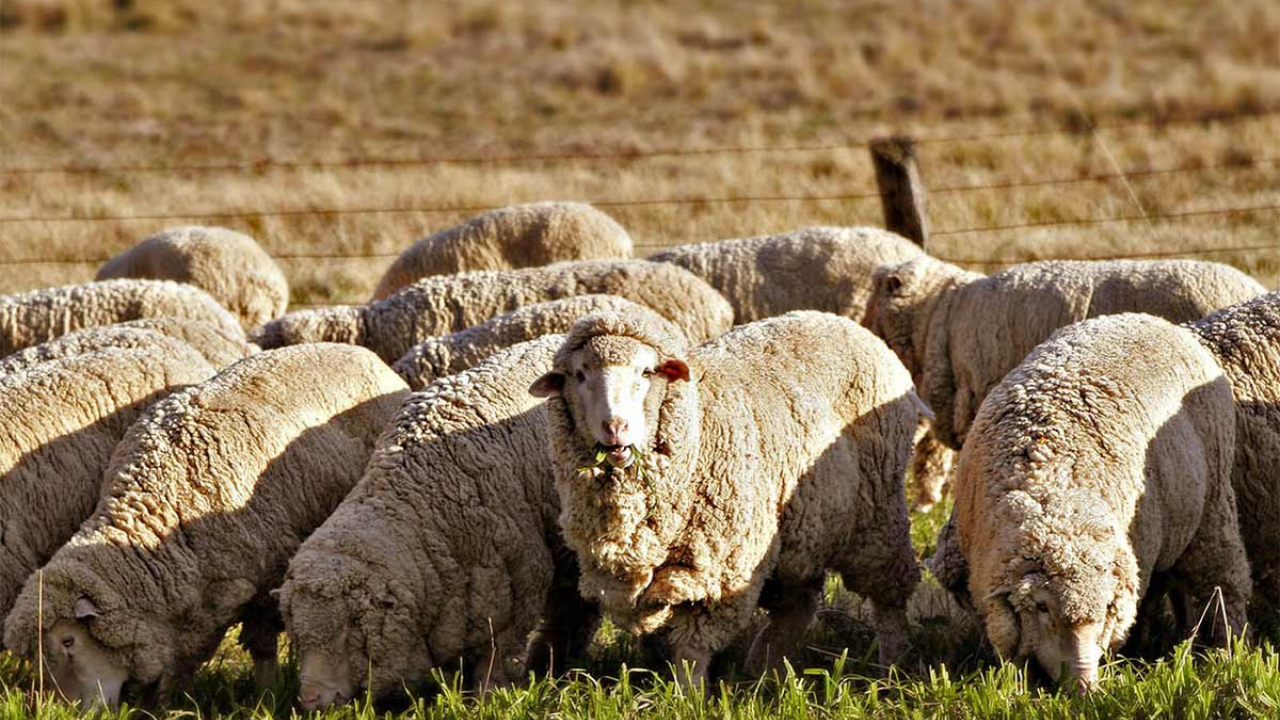 Chile exporta por primera vez lana de Magallanes a India y apunta al mercado textil