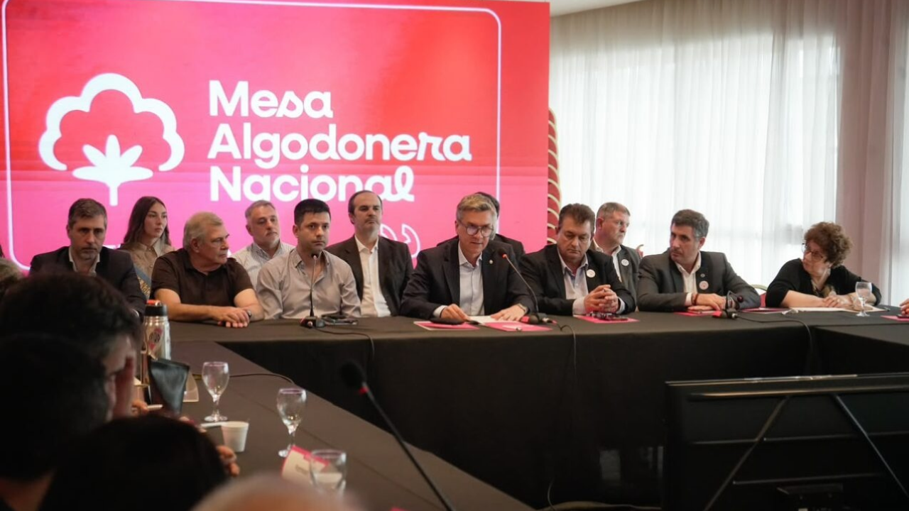 Algodón argentino una nueva genética logró rindes 70% superiores a la media nacional