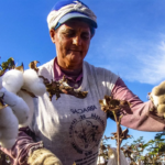 Día Mundial del Algodón 2026 los desafíos de la cadena algodonera en América Latina