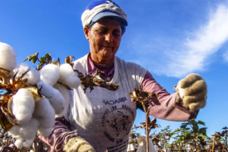 Día Mundial del Algodón 2026 los desafíos de la cadena algodonera en América Latina