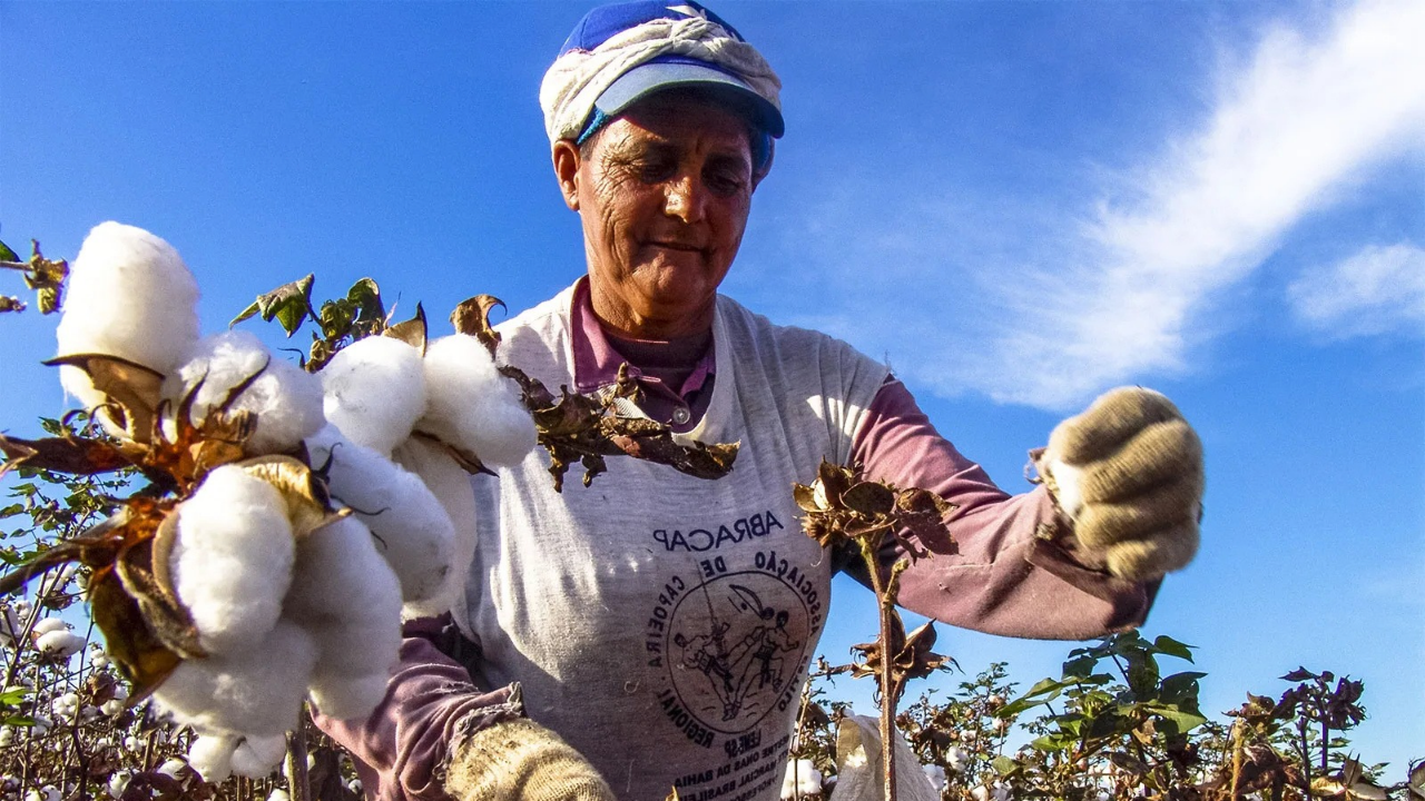 Día Mundial del Algodón 2026 los desafíos de la cadena algodonera en América Latina